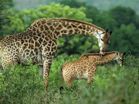 Giraffe love