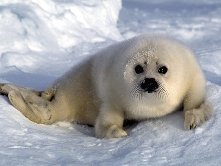 Cute seal - ice, animal, winter, cute, snow, seal