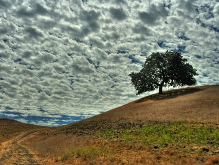 Nature - nature, sky, cloud, tree, field