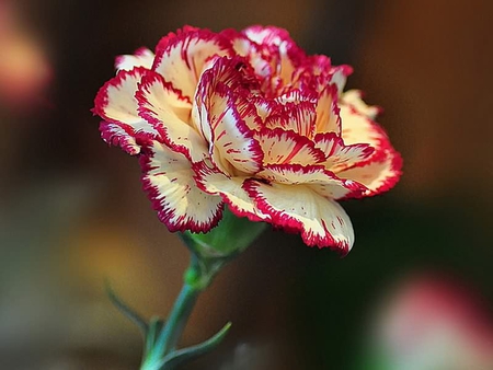 Carnation Love - desire, friendship, madly in love with you, gladness