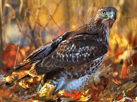 Red-tailed Hawk F1 - photography, photo, leaves, fall, animal, autumn, hawk, redtailed, ridley, wildlife, jim ridley