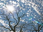 CLOUDS AMONG THE TREE'S