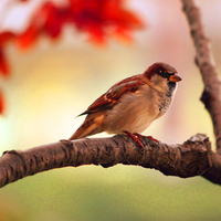 â€áƒ¦*â€¢*â–â€ lonely sparrow â€áƒ¦*â€¢*â–â€