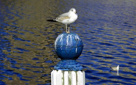 ❀ღ*•*❖❀ seagull ❀ღ*•*❖❀ - bird, sea, wp, lovely