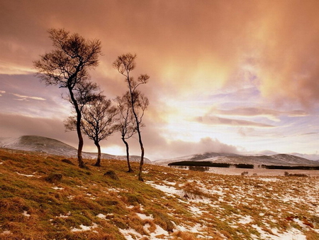 FROSTY FIELDS - field, cold, trees, frost