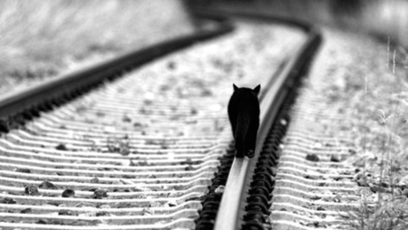 the journey  - special, beautiful, photography, photoshop, black and white, railroad tracks, cat