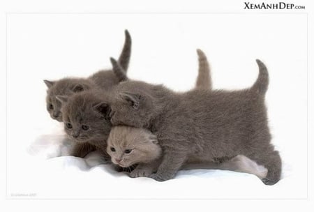 FOUR KITTIES - four, cute, gray, kittens