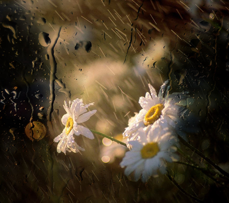 Smile In The Rain - daisies, flowers, nature, window, rain, other