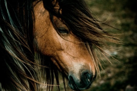 Shyness - beauty, shyness, horse, animals