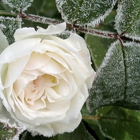 Frozen White Rose