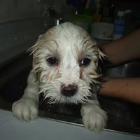 Bath time! Does not look like she's enjoying it...