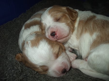 Nothing like a brother for a pillow... - cavalier, pillow, bichon, fluffy, poodle, new born, sleepy, white, brown