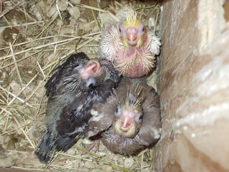 Three faces only a mother could love... - birds, yellow, brown, hatchlings, chick, feather, three, grey, nest, chicks, albino