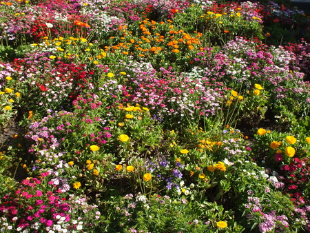 Colorful flowers In Hamilton Gardens - rainbow colors, yellow, pink, lots of flowers, red, orange, green, color, flowers