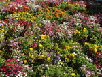 Colorful flowers In Hamilton Gardens