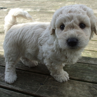 Handsome little boy puppy