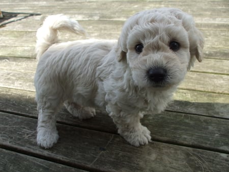 Handsome little boy puppy - brown, poodle, outside, lhasa apso, fluffy, boy, bichon frise