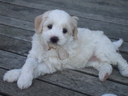 Satisfied puppy - white, outside, fluffy, legs crossed, cute