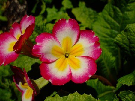 Pink and White flower in Hamilton Gardens - petal, yellow, pink, green, leaf, flower