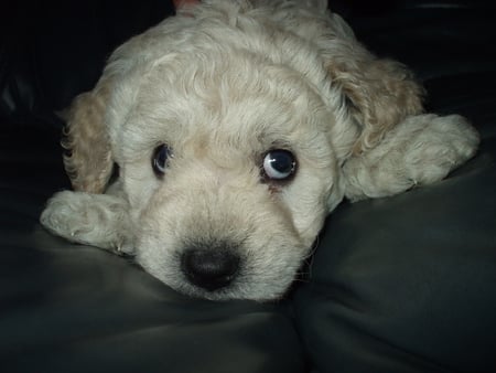 Wasn't me, honest! - fluffy, guilty, brown, couch, cute, eyes, pup, puppy