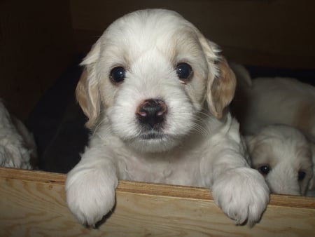 I'm getting bored in here, can I come out now? - white, fluffy, box, curious puppy, cute, big eyes