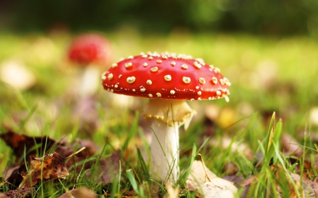 fairytale - mushroom, meadow, nature, fairytale, macro, red, green, leaves, grass, fly agaric