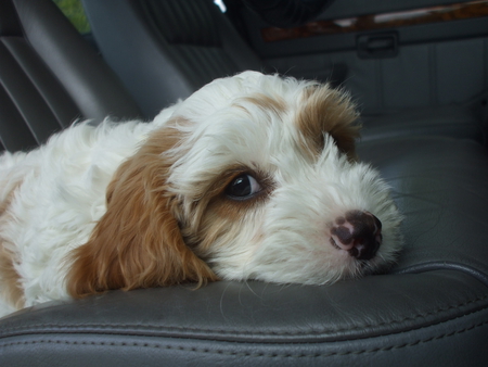 Relaxed puppy in the car - fluffy, white, car, brown, leather, cute, puppy