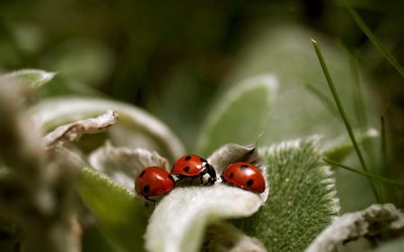 Ladybug meeting - ladybug, nature, meeting, macro, ladybird, leaves, leaf, grass