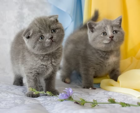 GRAY KITTEN - cat, feline, pet, cute, gray, kitten