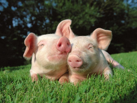 SWEET PIGS - pig, pigs, cute, piglets, swine, pink, sweet