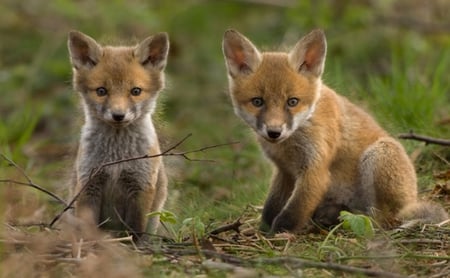 FOX BROTHERS - fox, canine, kit, brothers, wildlife