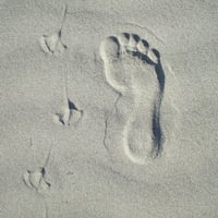 Footprints in the sand on Waihi Beach