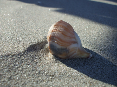 Sun shining on the seashell - beach, ocean, peach color, sea, sand, shadow