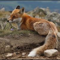 RESTING WILD RED-FOX