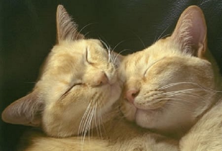 Cute cats. - animal, affection, cute, cat