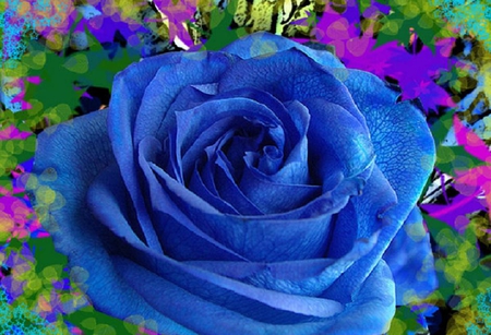 Blue rose - nice, soft, blooms, bud, rose, lovely, plants, delecate, nature, pretty, blossoms, petals, blue, flowers