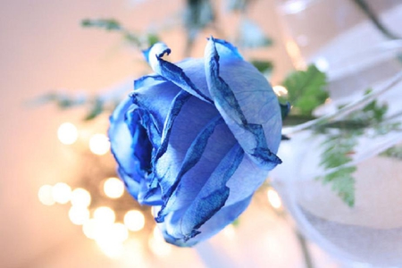 another blue rose to all my DN friends - nice, soft, blooms, bud, rose, lovely, plants, delecate, nature, pretty, blossoms, petals, blue, flowers