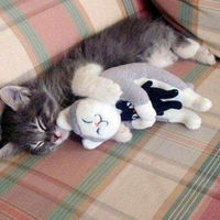 Cat hugging teddy bear.