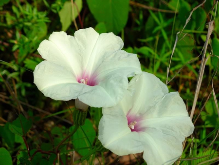 Pretty Hibiscus Flowers - white, flower, pink, petals, hibiscus, leaves, green