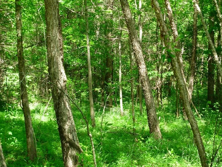 Pole Trees - leaves, bark, trees, brush