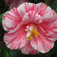 A stripped pink and white camellia