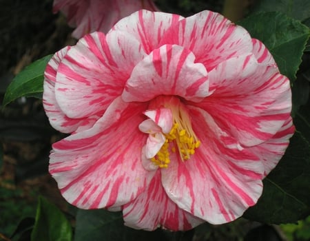 A stripped pink and white camellia