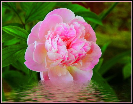 For Anca - cream, white, water, green, rose, flower, reflection, pink