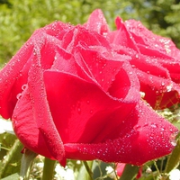 Red roses with water drops..