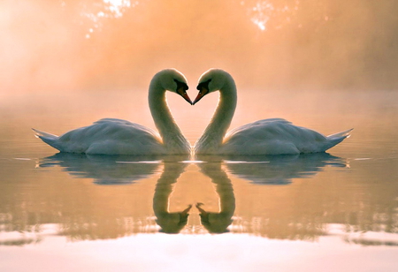 I wish you LOVE - beauty, pair, swans, sunset sky, water, birds