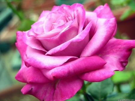 BIG PINK ROSE - gorgeous, charm, fabulous, cherish