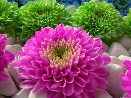 Pink and Green flowers in stone rocks.. - flowers, green outdoors, purple, rocks