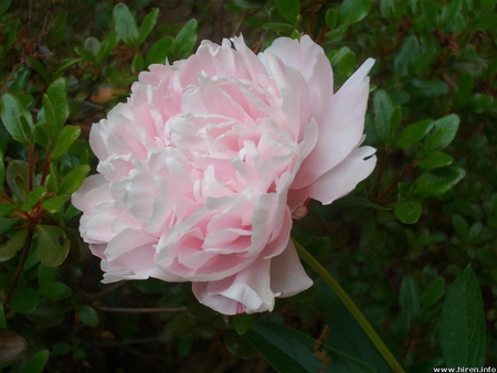 A pretty pink flower - delicate, pink, pretty, soft