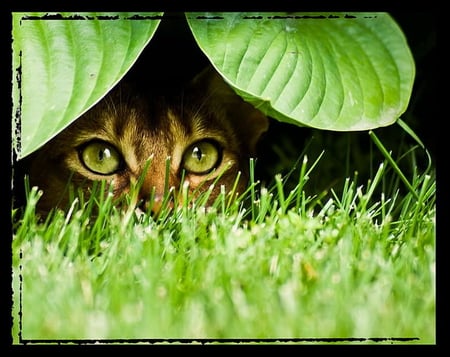 PEEK A BOO - leaves, hiding, eyes, grass