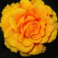 Wet Big Orange Rose.